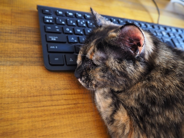 ネット検索を邪魔する猫